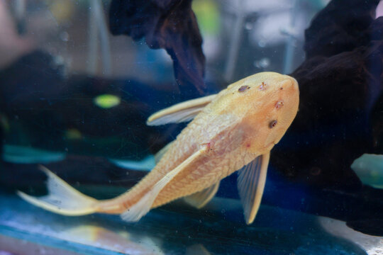 Stunning golden catfish swimming in blue water aquarium. serene albino pleco with unique spots shows calm presence in its aquatic habitat, peaceful underwater scene