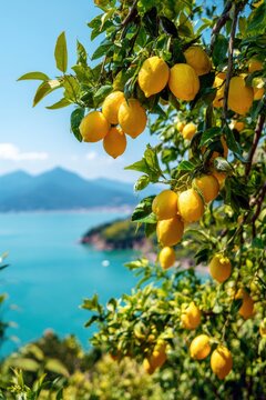 Ripe yellow lemons hanging on tree branches with lush green leaves, scenic coastal view with turquoise sea and mountains in the background.