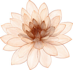 Fototapeta premium Top view of single lotus flower, hand drawn graphic illustration