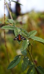 Naklejka premium small insect perched on a green leaf, featuring black wings with white spots and an orange-striped body