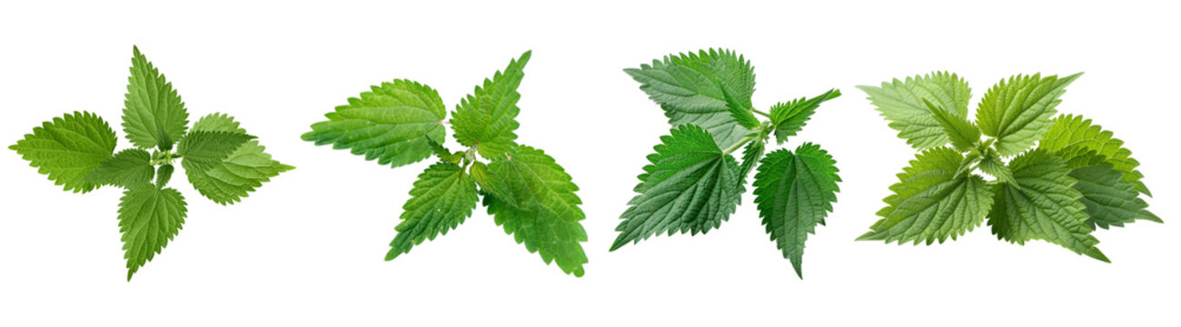 Various fresh green nettle plants with their characteristic stinging leaves, isolated on a transparent background.