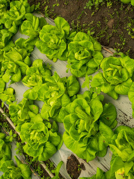 Vertical Cabbage green salad hydroponic cultivate farm. fresh organic hydroponic vegetable green oak lettuce salad eco Farm. Vertical Green Cabbage head flower plant background chlorophyll leaves vein