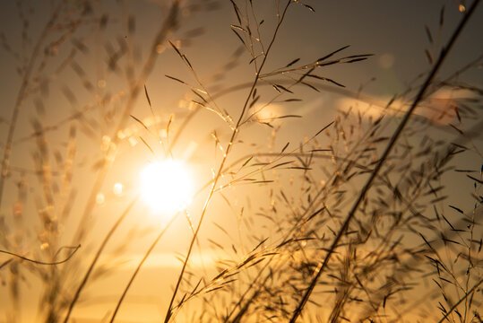Sunset dawn landscape vibrant scenery horizontal. Grass field sunset Beautiful landscape with grasses meadow on sunlight. Countryside heaven amazing field scene grass meadow on sunbeam nature dawn