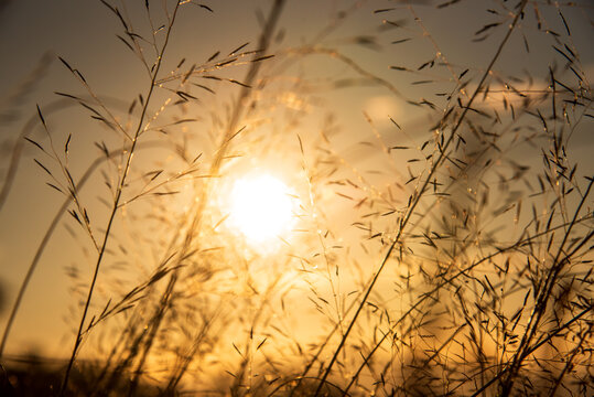 Sunset dawn landscape vibrant scenery horizontal. Grass field sunset Beautiful landscape with grasses meadow on sunlight. Countryside heaven amazing field scene grass meadow on sunbeam nature dawn