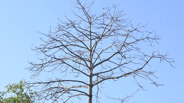 Without Leaves Bombax ceiba tree in the autumn season. Its common name is &nbsp;cotton tree, &nbsp;Malabar silk cotton tree, red silk cotton, red cotton tree, silk cotton, kapok and Ceiba pentandra.