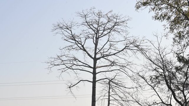 Without Leaves Bombax ceiba tree in the autumn season. Its common name is &nbsp;cotton tree, &nbsp;Malabar silk cotton tree, red silk cotton, red cotton tree, silk cotton, kapok and Ceiba pentandra.