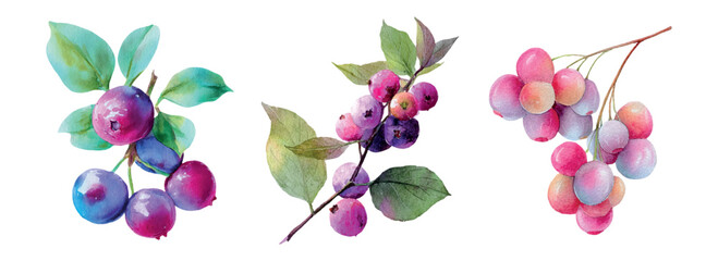 Watercolor composition of blueberry and mixed berry branches with fresh green leaves on white background, vibrant botanical illustration highlighting organic, healthy food and summer harvest © Mari