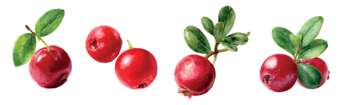Set of vibrant red cranberries and lingonberries creating a healthy and natural food illustration, highlighting fresh organic berries with green leaves on a white background