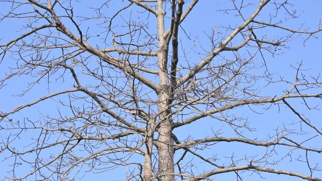 Without Leaves Bombax ceiba tree in the autumn season. Its common name is &nbsp;cotton tree, &nbsp;Malabar silk cotton tree, red silk cotton, red cotton tree, silk cotton, kapok and Ceiba pentandra.