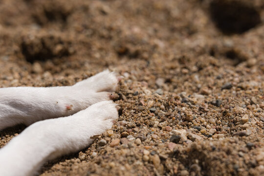 Wei&szlig;e Hundepfoten graben sich in warmen Sand. Die Nahaufnahme vermittelt Sommergef&uuml;hl, Bewegung und die enge Verbindung zwischen Tier und Natur.