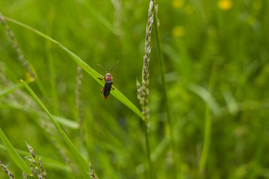 Kleiner rot-schwarzer K&auml;fer auf einem einzelnen Grashalm in einer sommerlichen Wiesenlandschaft. Das Bild vermittelt Ruhe und nat&uuml;rliche Vielfalt mit weichem Hintergrund.