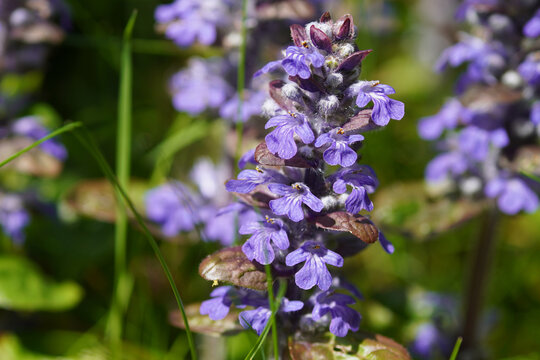 Blue bugle, Bugleherb, Bugleweed, Common bugle, Ajuga (Ajuga reptans). Family Mints (Labiatae, Lamiaceae) in a Dutch garden in spring.	