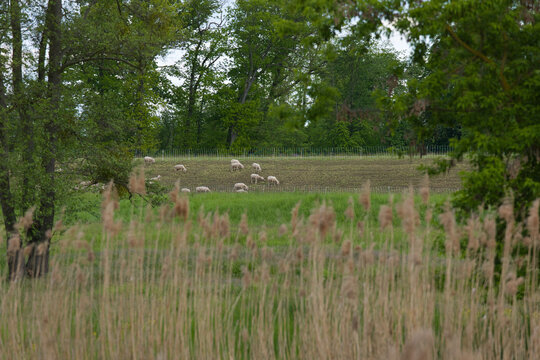 Schafe grasen friedlich auf einer umz&auml;unten Wiese, eingerahmt von Schilf und alten B&auml;umen. Naturnahe l&auml;ndliche Stimmung mit viel Tiefe im Bildaufbau.