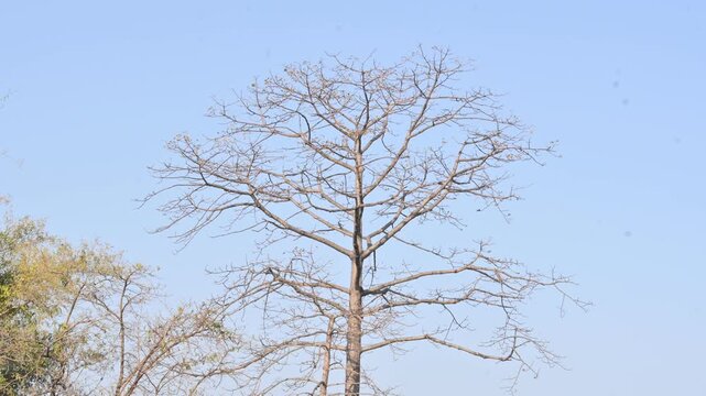 Without Leaves Bombax ceiba tree in the autumn season. Its common name is &nbsp;cotton tree, &nbsp;Malabar silk cotton tree, red silk cotton, red cotton tree, silk cotton, kapok and Ceiba pentandra.