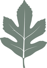 Fototapeta premium Deeply lobed hawthorn leaf figure with visible veins vector can be editable