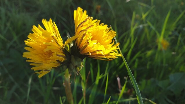 L&ouml;wenzahn mit doppelter Bl&uuml;te an einem Stiel
Dandelion with a double bloom on one stem