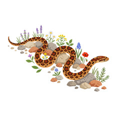Fototapeta premium Snake and wildflowers on rocky ground