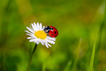 Lady bug (Coccinellidae) is a popular small beetle. Macro close up of cute insect and lucky charm with red wings and black dots. Beetle creeping on a common daisy (Bellis perennis) in springtime. © ON-Photography