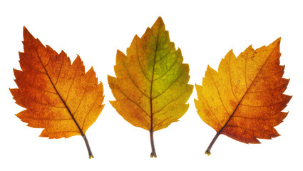 Fototapeta premium Three autumnal leaves with serrated edges showing color gradient from green to orange, isolated on transparent background