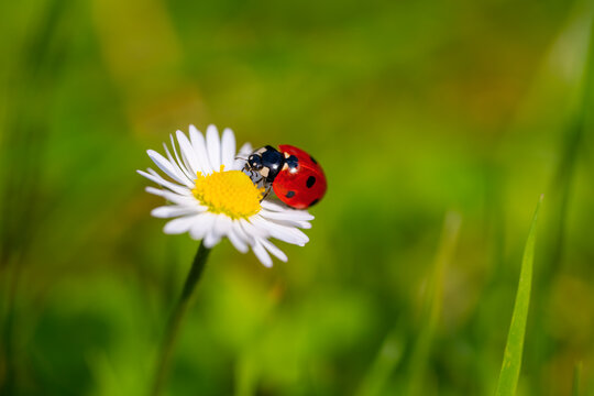 Lady bug (Coccinellidae) is a popular small beetle. Macro close up of cute insect and lucky charm with red wings and black dots. Beetle creeping on a common daisy (Bellis perennis) in springtime.