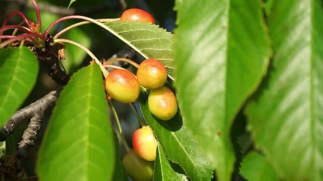 Fresh red cherries hanging on tree branch in natural sunlight, close-up video