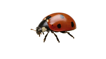 Red ladybug with black spots, isolated on transparent background © Mira