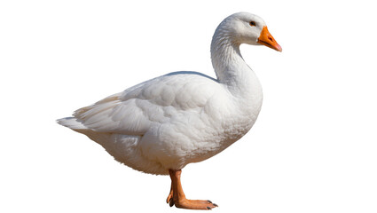 White domestic goose with orange beak and legs, isolated on transparent background © Noah
