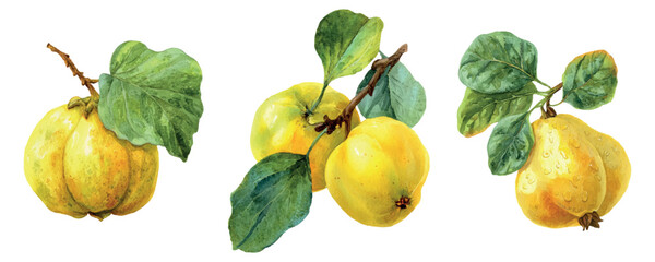 Quince fruit branches with healthy green leaves, illustrating a botanical drawing style, ideal for organic food, natural products, and autumnal harvest designs © Mari