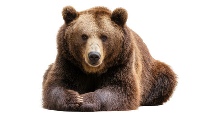 Brown grizzly bear lying down, isolated on transparent background © Noah