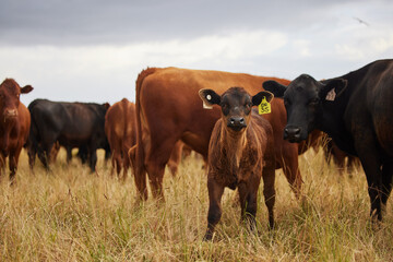 Cows, cattle and farm in countryside for beef production, agriculture and sustainable grazing....