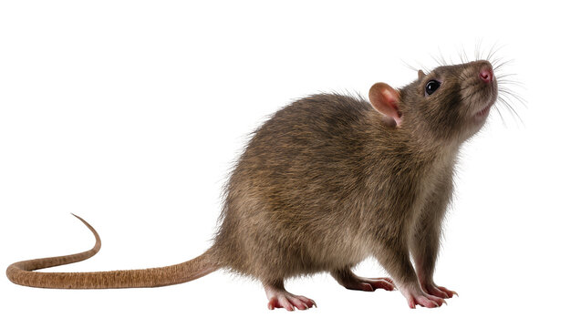 Brown rat with long tail looking up curiously, isolated on transparent background