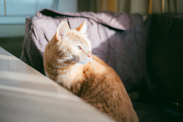 光を見る猫 © 彩華 満田