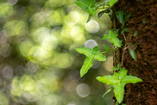 Green ivy leaves with dreamy forest bokeh background