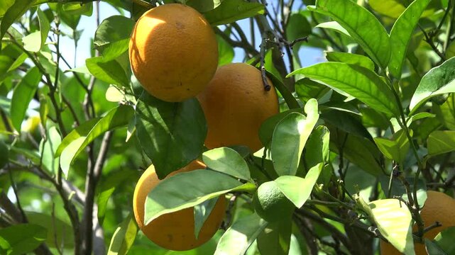 Orange Fruits in Orchard, Fresh Juicy Tropical Citrus Fruits Branches Tree