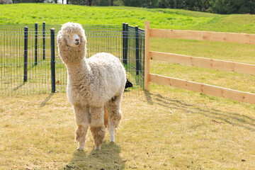 Naklejka premium Fluffy alpaca strolls through sunny pasture in a serene countryside setting