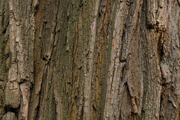 Naklejka premium Textured bark shows details of tree life in a forest during daylight in autumn season