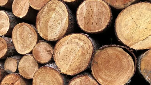 Pile of felled trees or stack of cut logs in a german forest, deforestation logging industry in the woodlands in Germany, Europe 