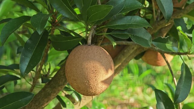 Sapodilla fruits in the garden.