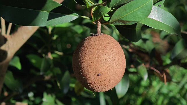 Sapodilla fruits in the garden.