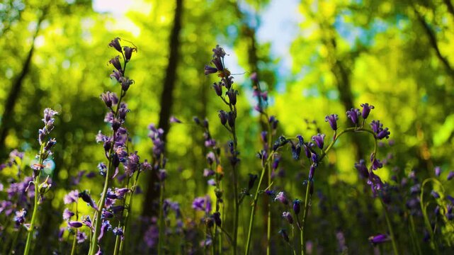 Low Angle Closeup of Bluebells With Sunlight Sparkling Through Trees in Moore Abbey Woods