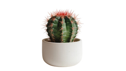 Round green cactus with red spines in a white pot, isolated on transparent background © Giulia