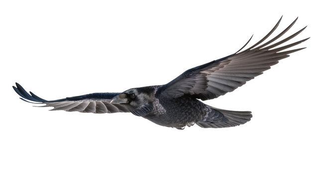 Black raven bird with spread wings flying, isolated on transparent background
