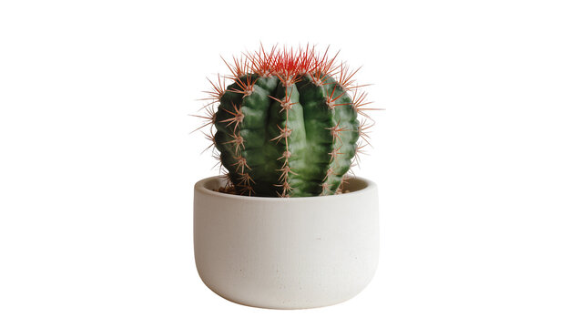 Round green cactus with red spines in a white pot, isolated on transparent background