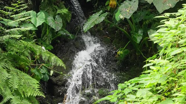 A scenic native forest waterfall streams down rocks in slow motion framed by dense green foliage.
