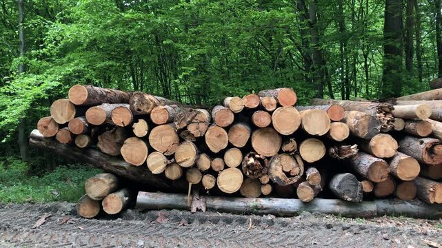 Pile of felled trees or stack of cut logs in a german forest, deforestation logging industry in the woodlands in Germany, Europe 