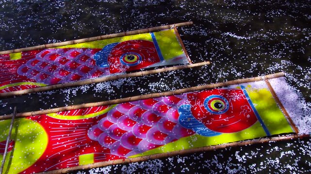 五条川のんぼり洗いの鯉のぼりと花筏
