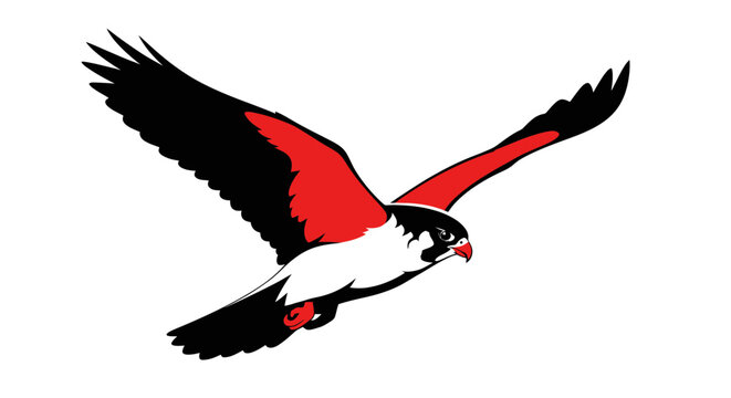 Red Tailed Hawk in Flight, Predatory Bird, White Background