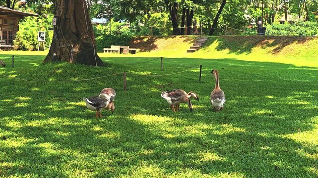 The grey Chinese geese, large geese with grey feathers and white bellies, are gathering in large flocks, acclimatizing to the ground by pecking at worms and earthworms in the green grass. They are rai