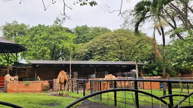 Dromedary Camels in Captive Safari Enclosure, Educational Family Zoo Attraction