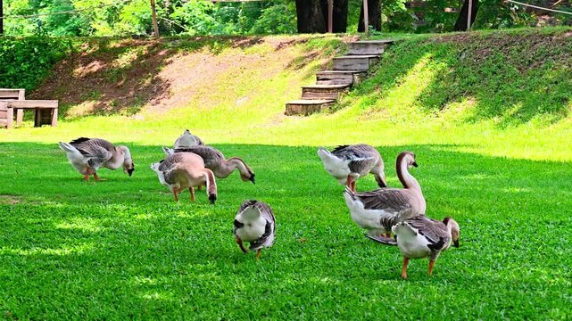 Grey Chinese geese, large geese with grey feathers and white bellies, in a large flock, are acclimating to the ground, pecking at and eating worms and earthworms in the green grass. These geese are ra